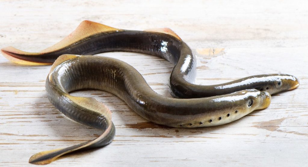 как выглядит минога