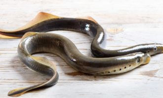 как выглядит минога