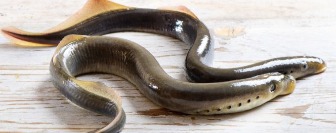 как выглядит минога