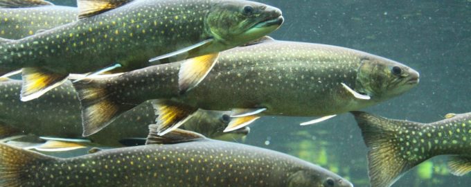 рыба форель