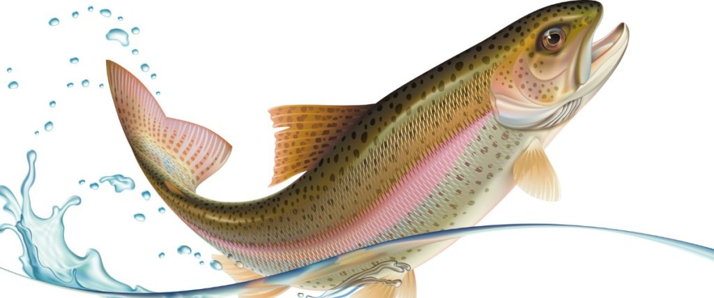 форель прыгает