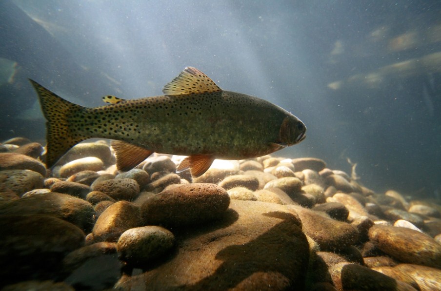 как выглядит форель