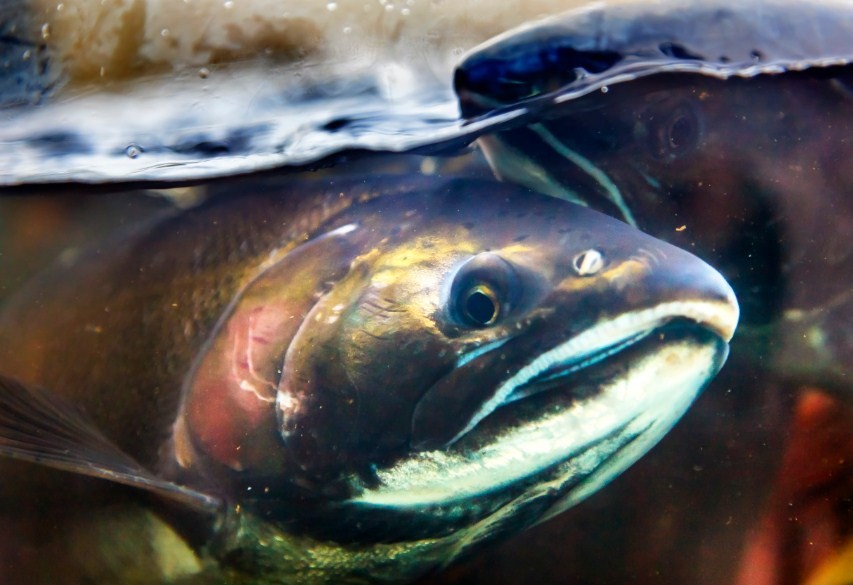 как выглядит горбуша