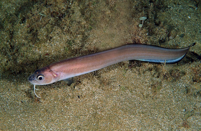 ошибень обыкновенный