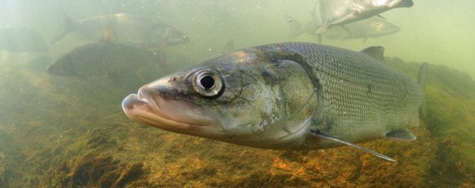 внешний вид белорыбицы