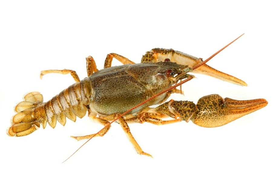 речной европейский рак