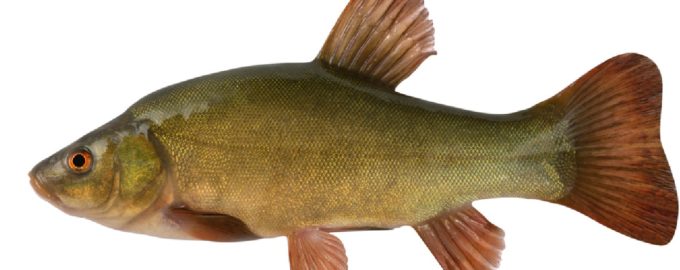 как выглядит линь