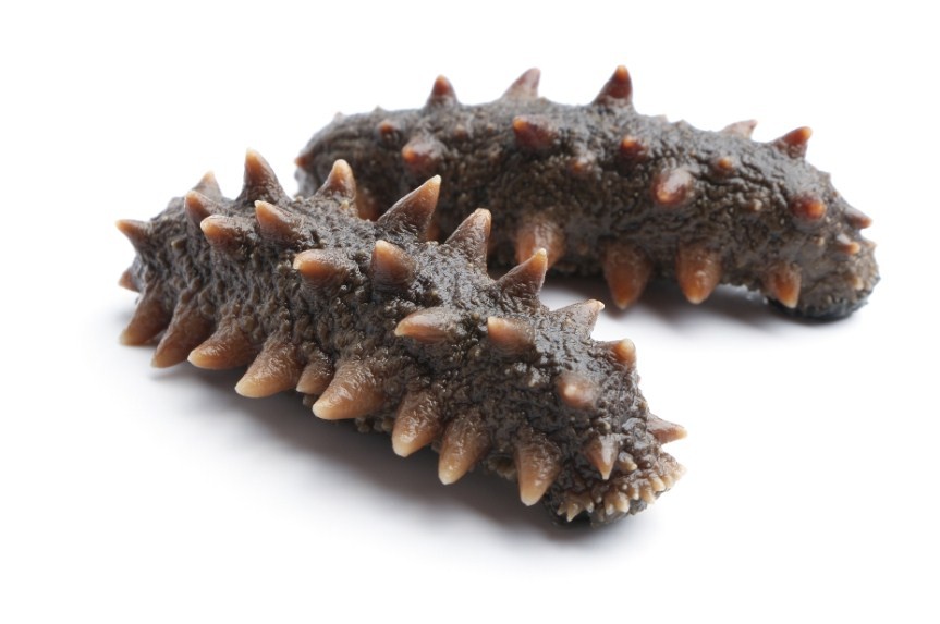 особенности строения морского огурца