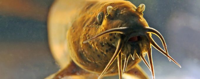 как выглядит вьюн