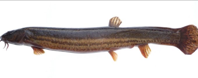 вьюн обыкновенный