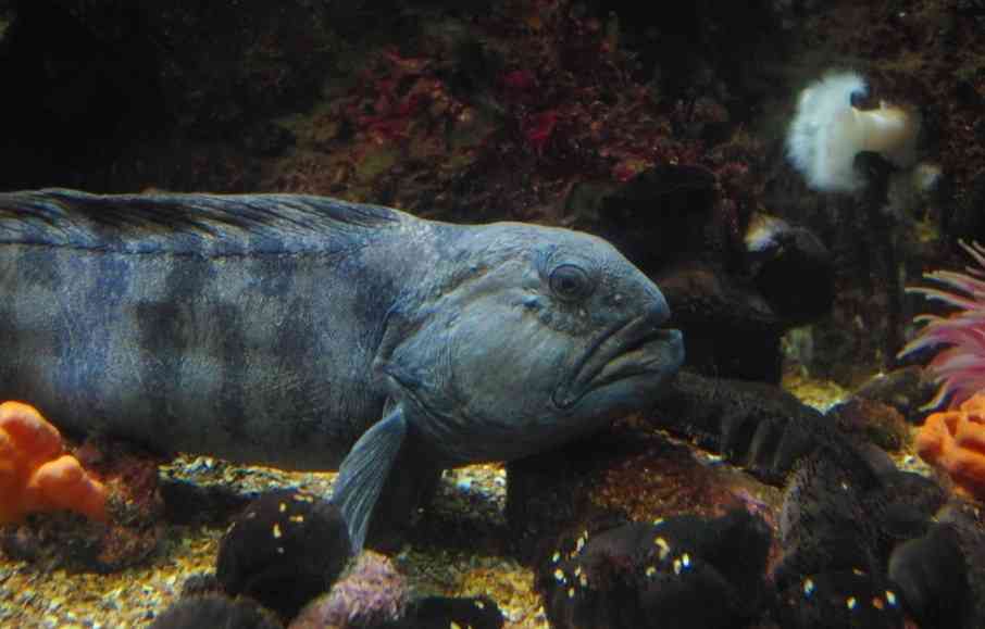 внешний вид рыбы зубатки 