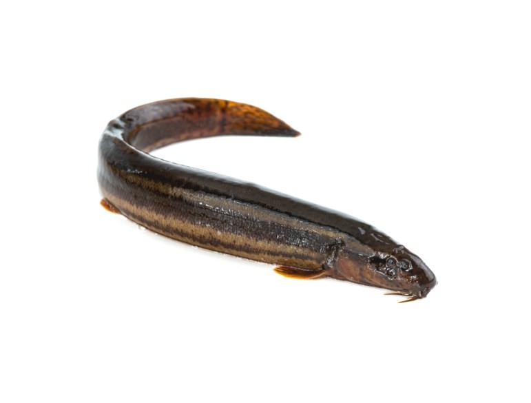 внешний вид рыбы вьюн