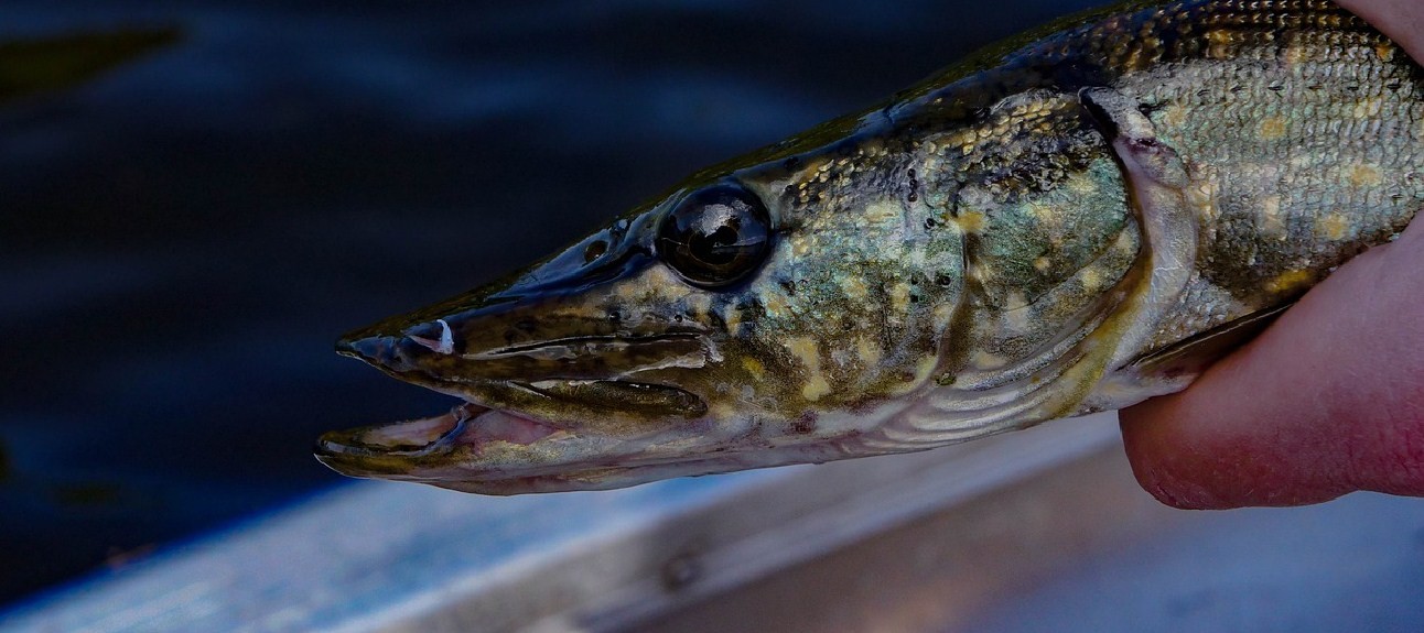 голова щуки 