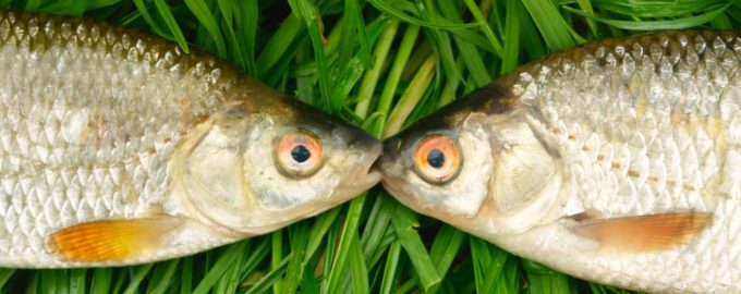 караси на траве