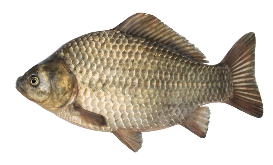 внешний вид карася