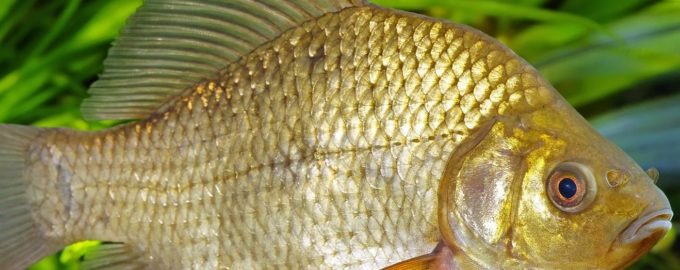 рыба карась