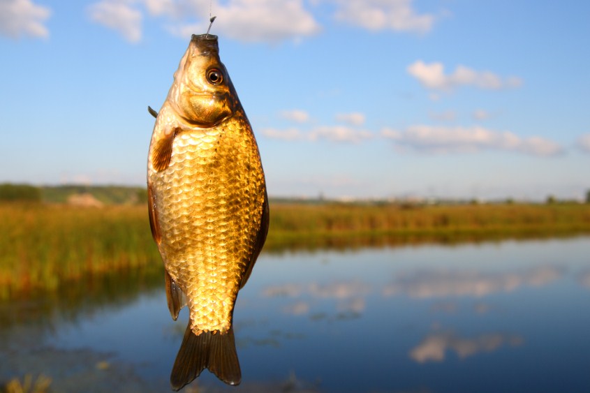 рыба на крючке