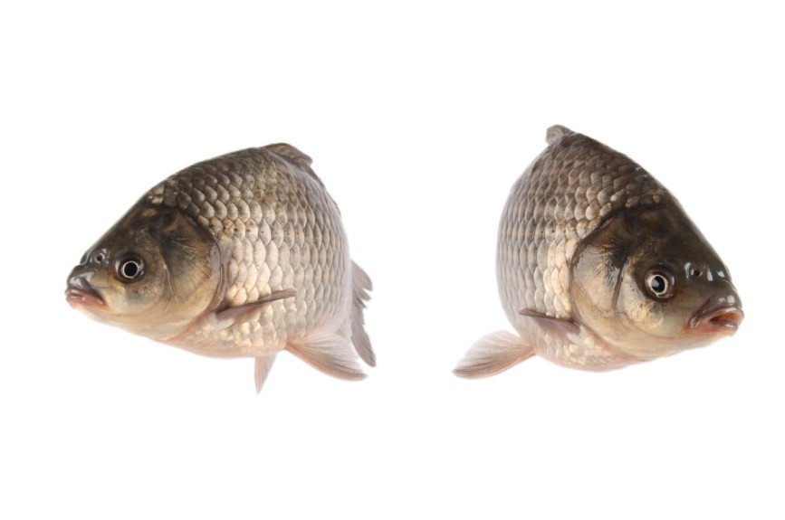 пара карасей