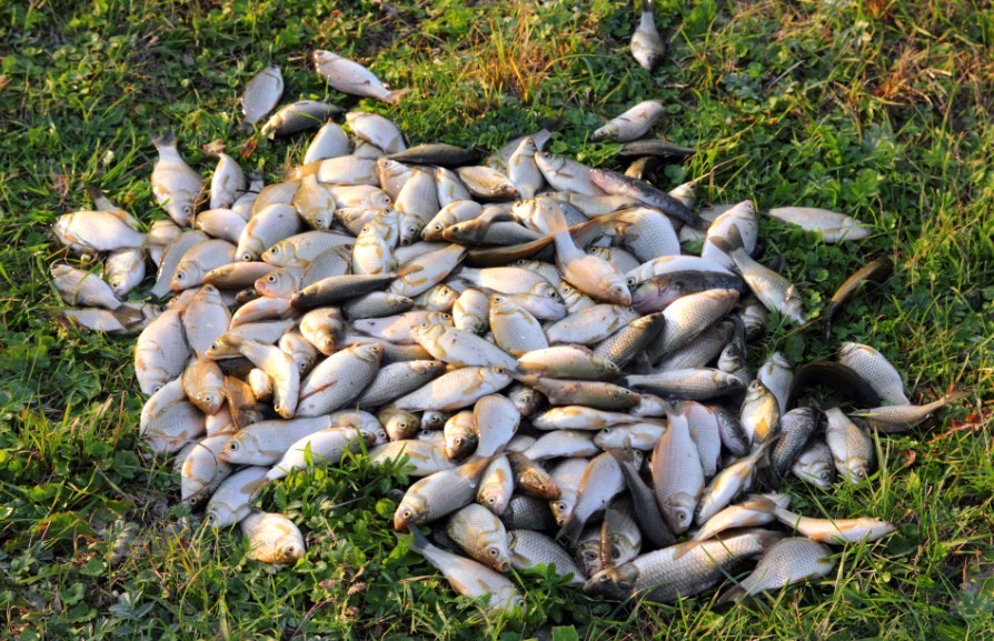 богатый улов карася