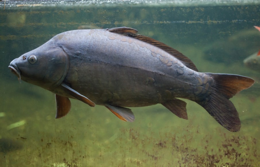 какая рыб опасна 