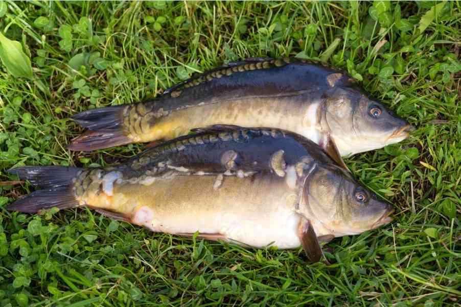 как выглядит карп 