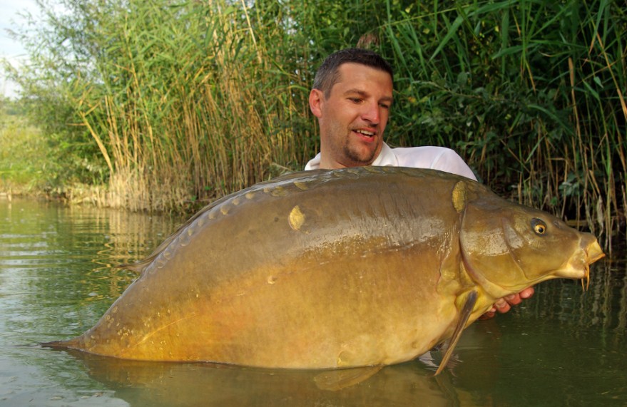 как выглядит карп гигант