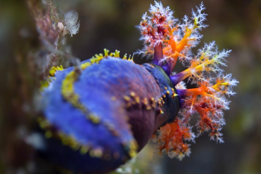 особенный морской огурец