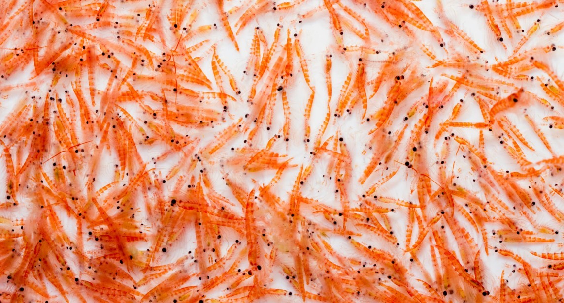 каквыглядит криль