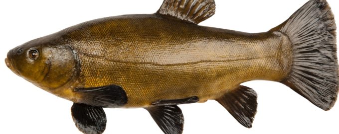 крупный линь