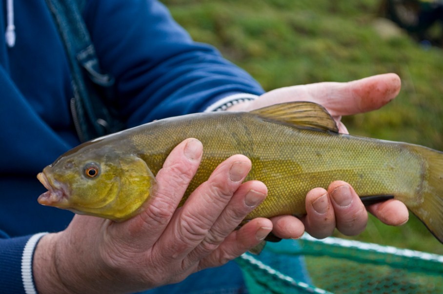 крупный линь