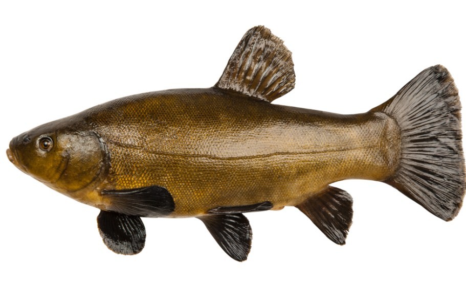 внешний вид рыбы линь 