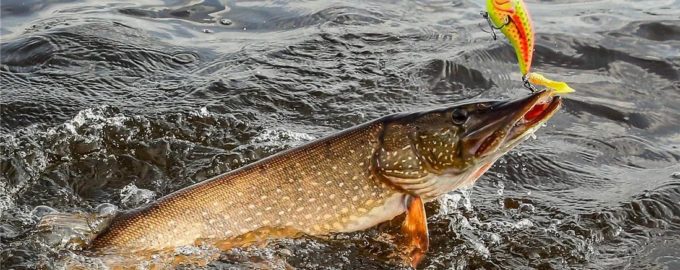 как ловить щуку