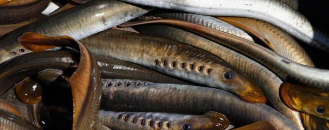 несколько миног