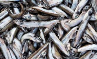 популярная рыба мойва