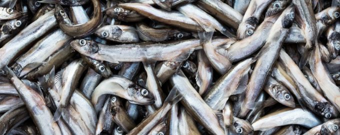 популярная рыба мойва