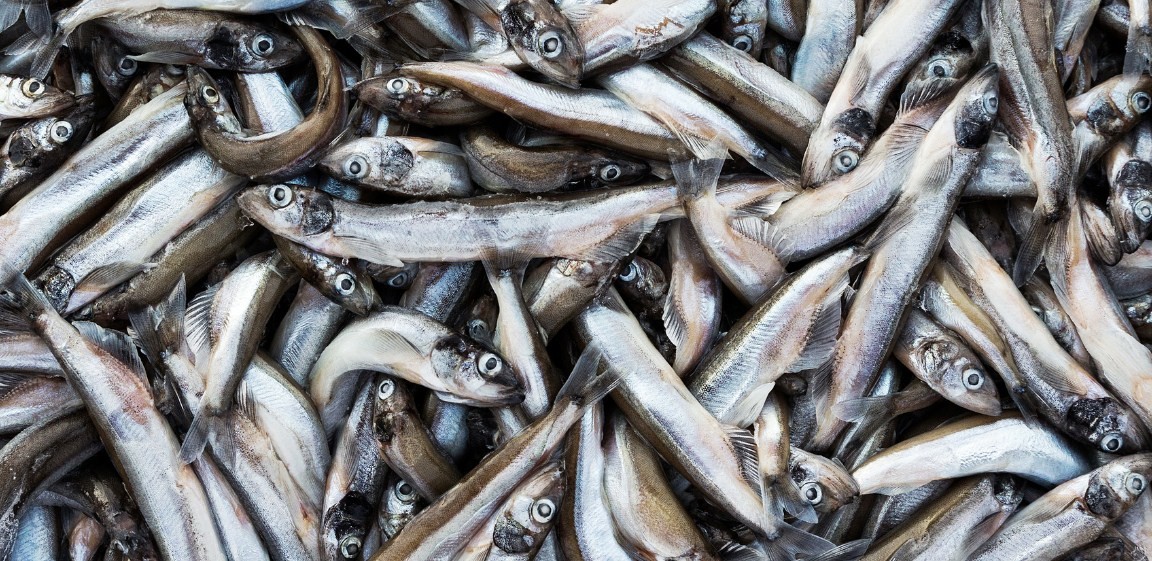 популярная рыба мойва 