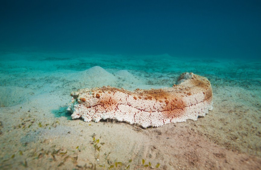 крупный морскойогурец