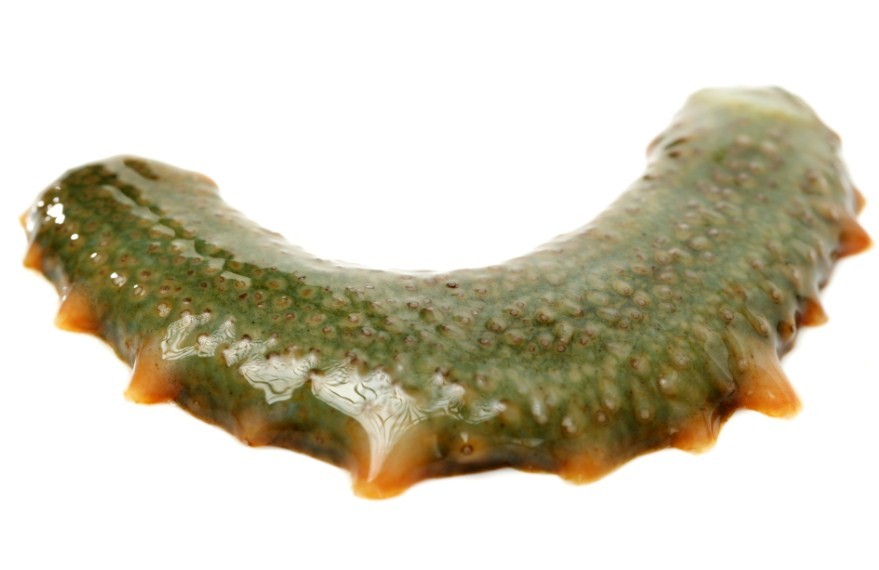 внешний вид морского огурца