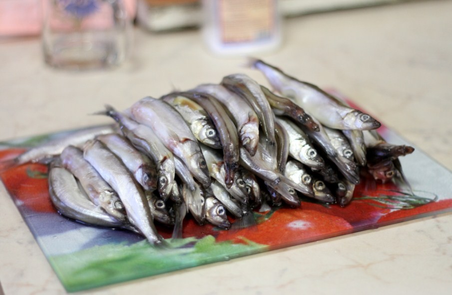 куда исчезает мойва 