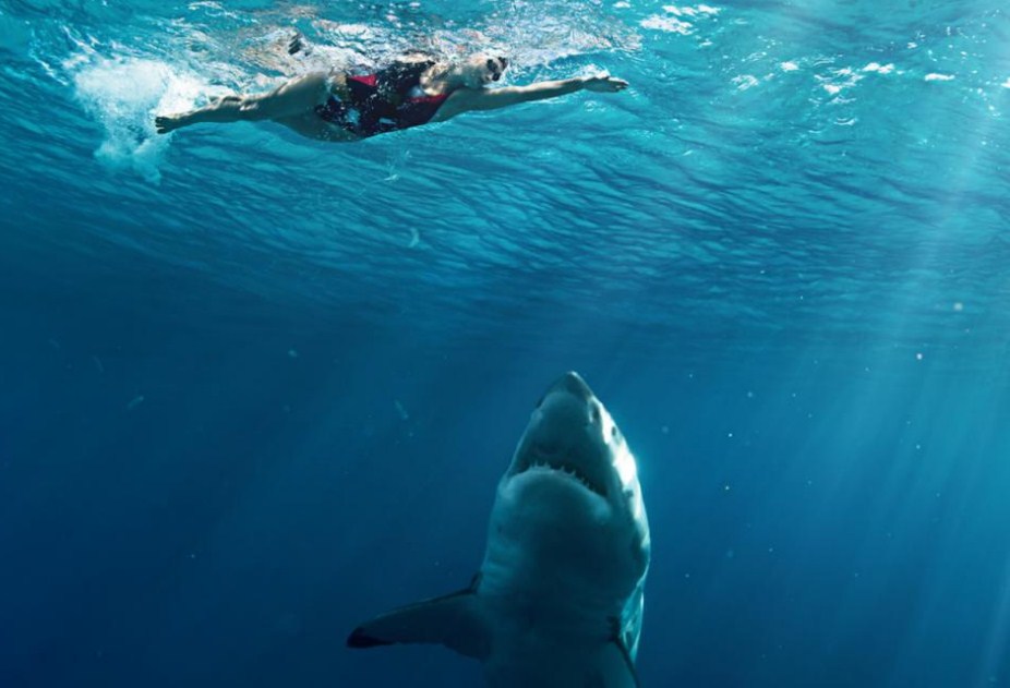 насколько акулы опасны для человека 