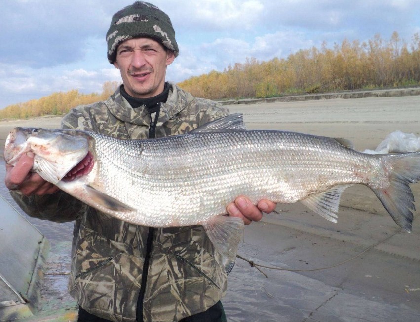 огромная белорыбицы 