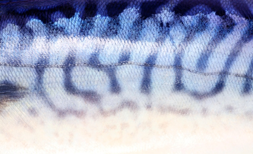 внешний вид скумбрии