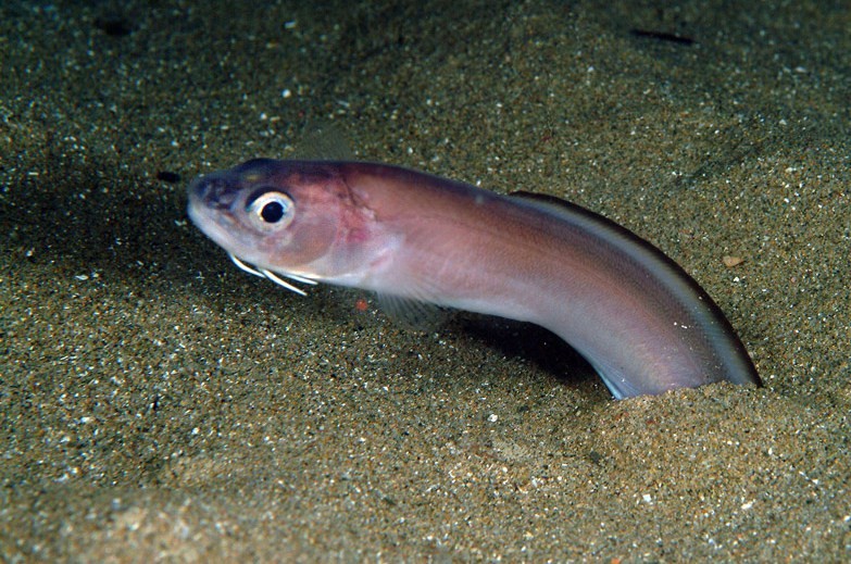 ошибень умеет зарываться в песок 