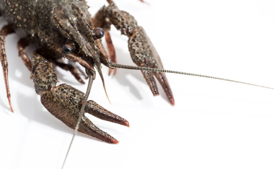 как выглядит рак