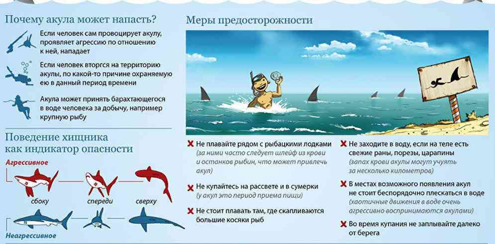 почемунападают акулы на человека 