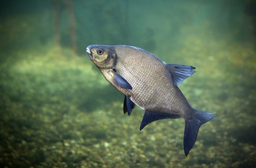 как солить подлещика