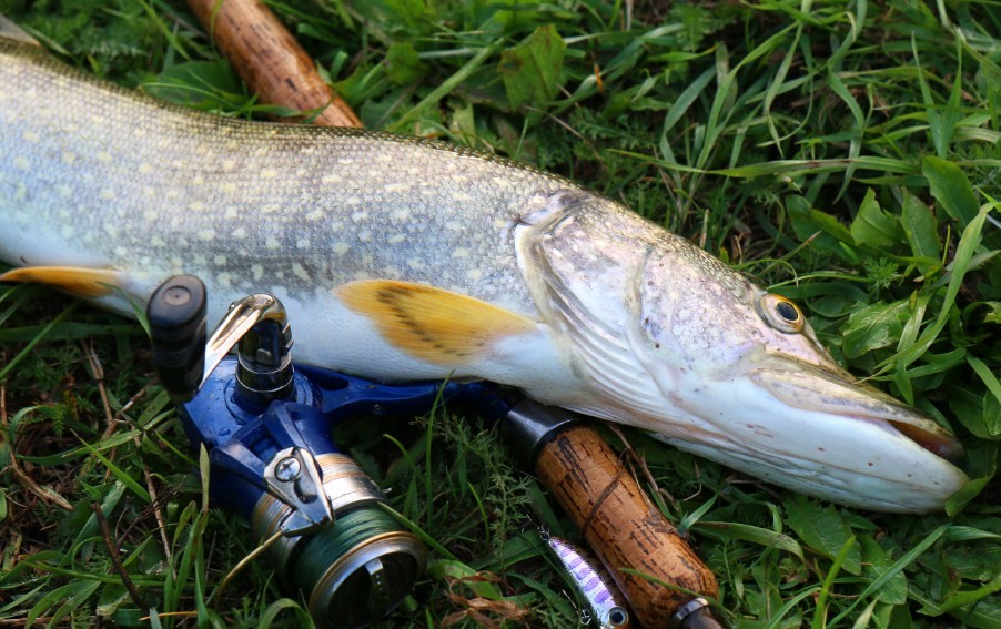 особенности ловли щуки на удочку