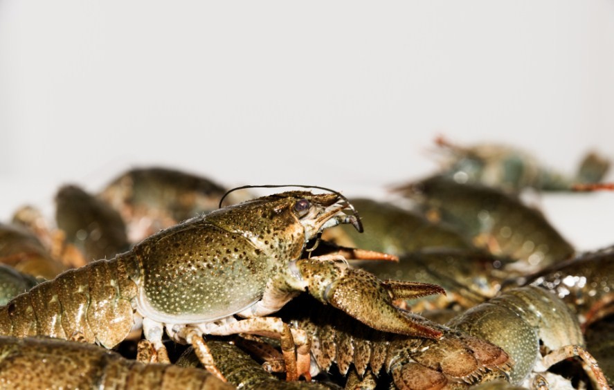 речные раки 