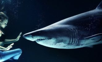 можно ли выжить встретившись с акулой