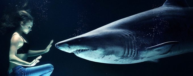 можно ли выжить встретившись с акулой